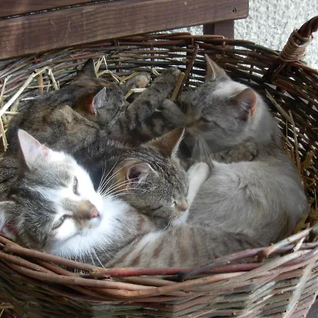 Baumann-breitenberg Sankt Georgen am Reith