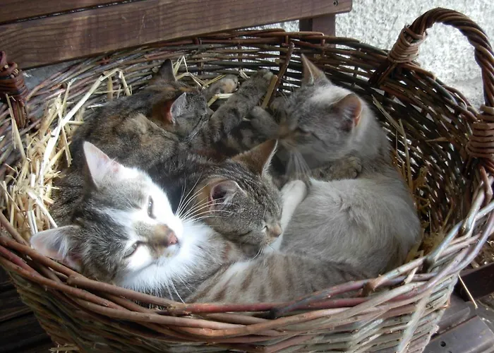 Baumann-breitenberg Sankt Georgen am Reith